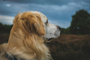 Dogs