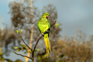 Birds