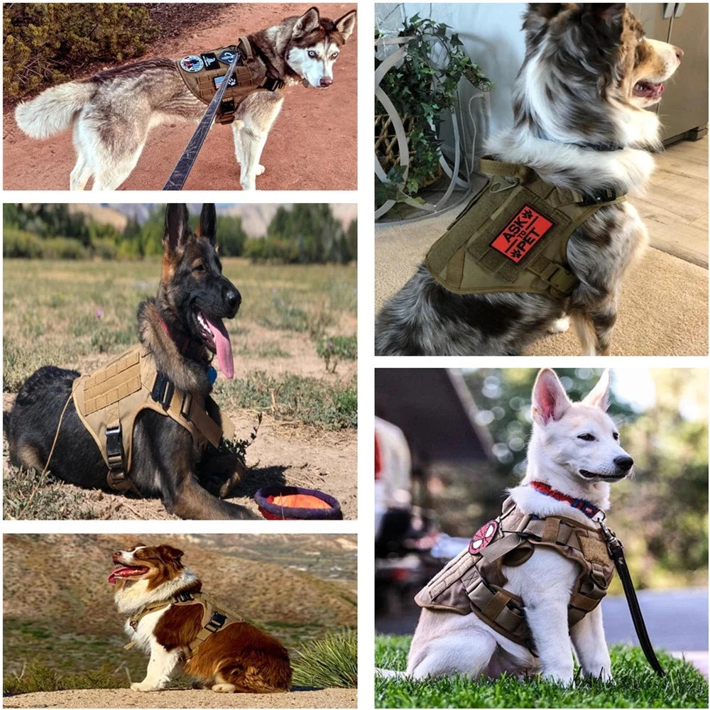 Dog Chest Harness & Leash Set with Lace Accent